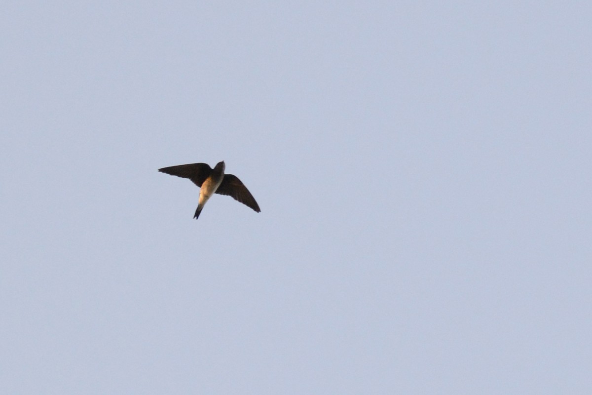 Gray-breasted Martin - ML88576131