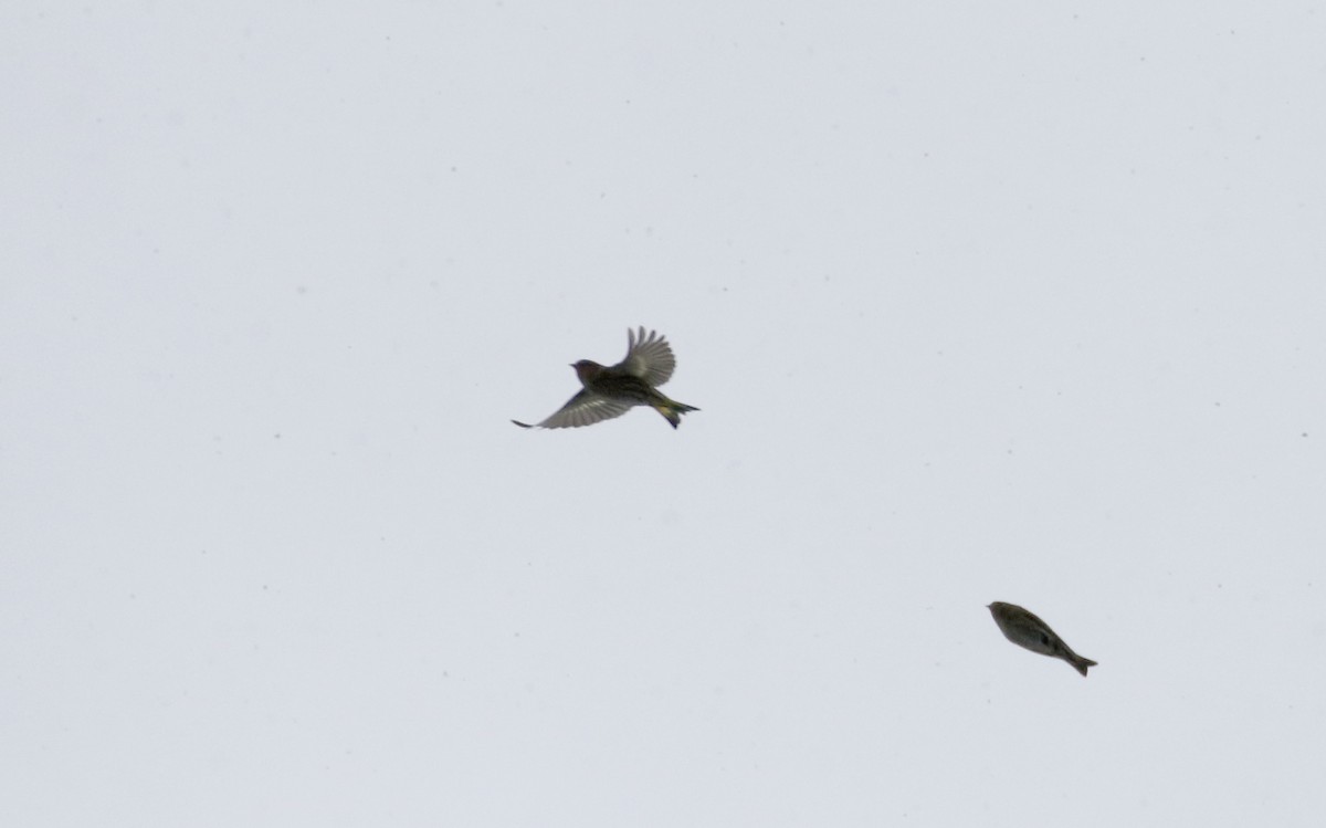 Pine Siskin - ML88577271