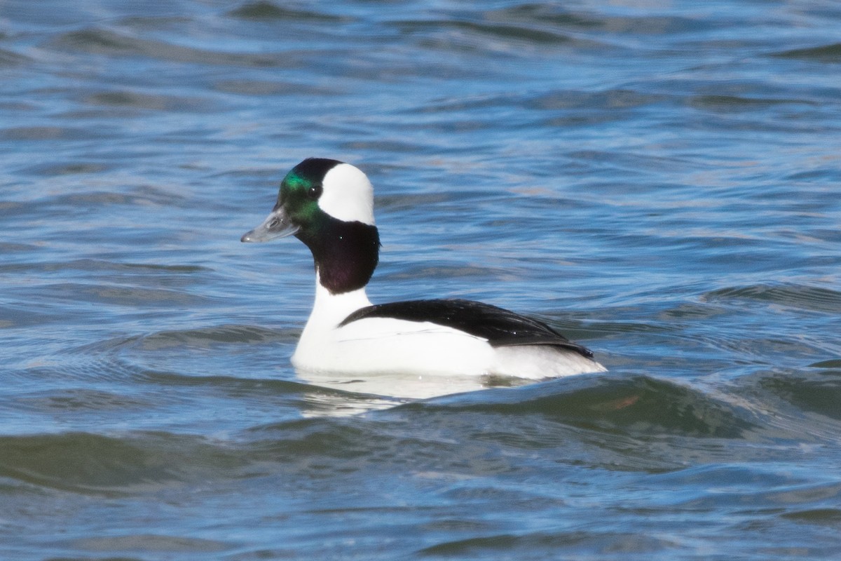 Bufflehead - ML88578391