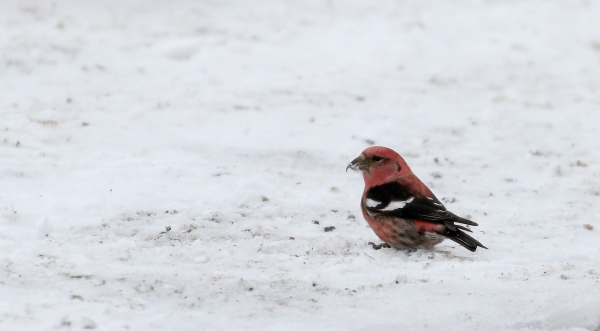 White-winged Crossbill - ML88579271