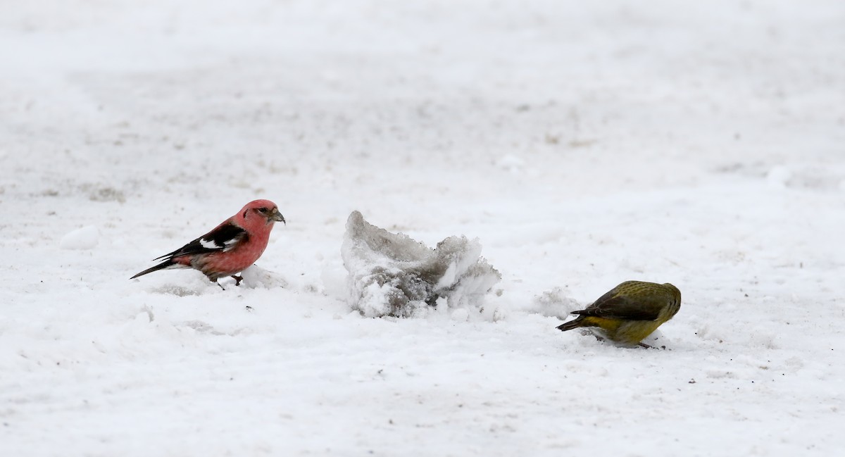 White-winged Crossbill - ML88579491