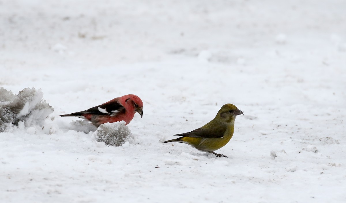 Red Crossbill (Western Hemlock or type 3) - Jay McGowan