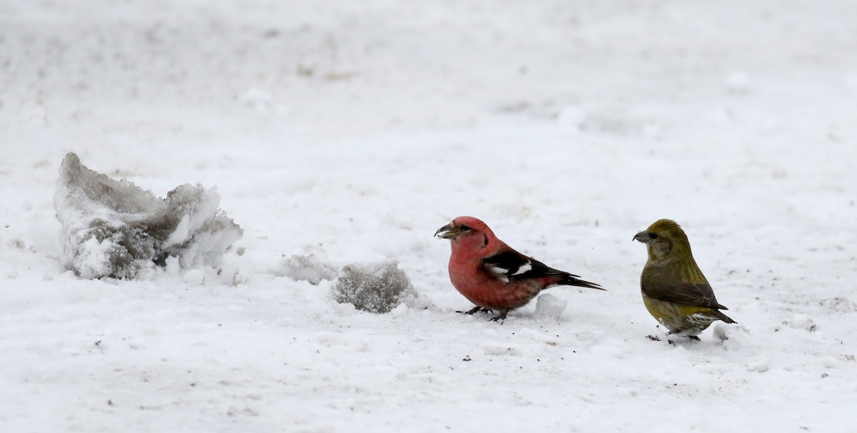 White-winged Crossbill - ML88579581