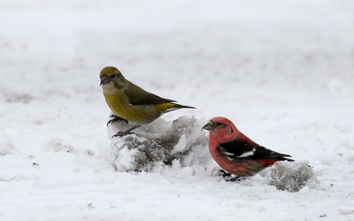 White-winged Crossbill - ML88579611