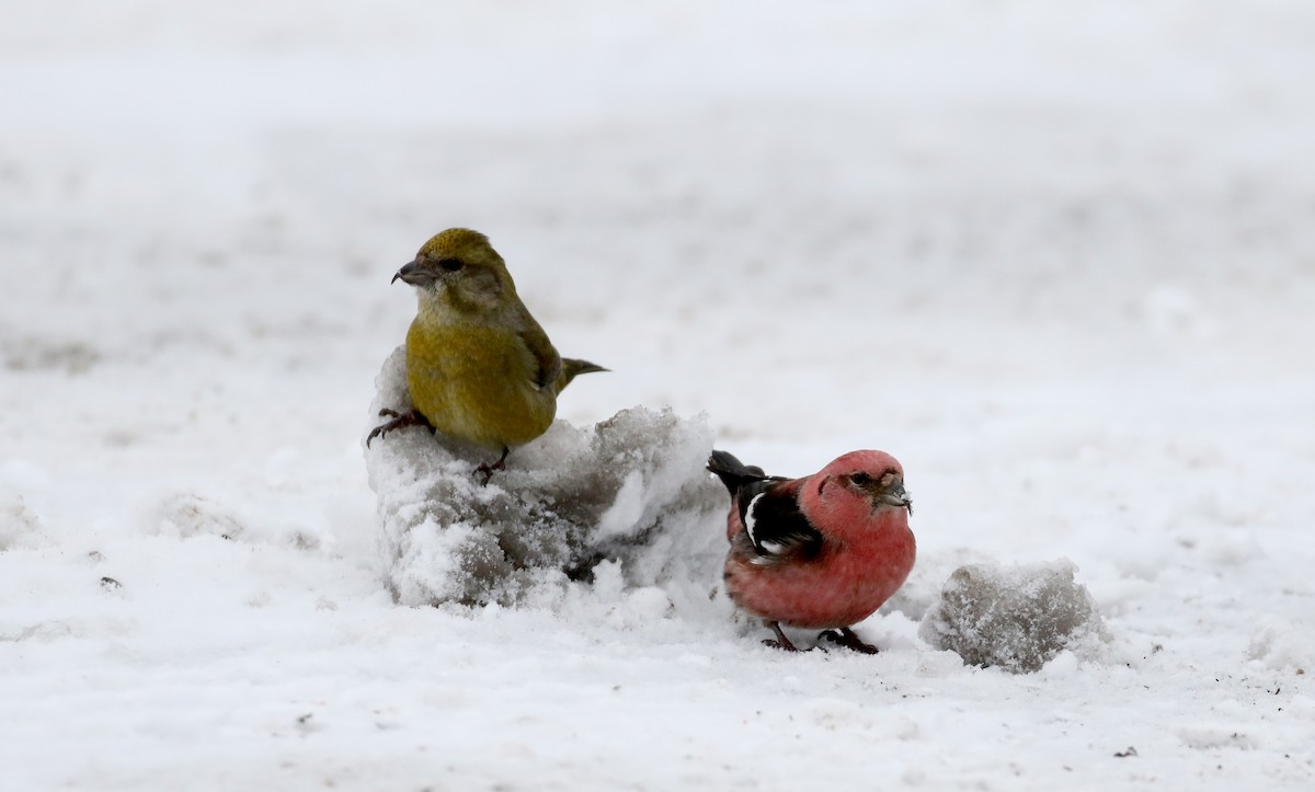 White-winged Crossbill - ML88579691