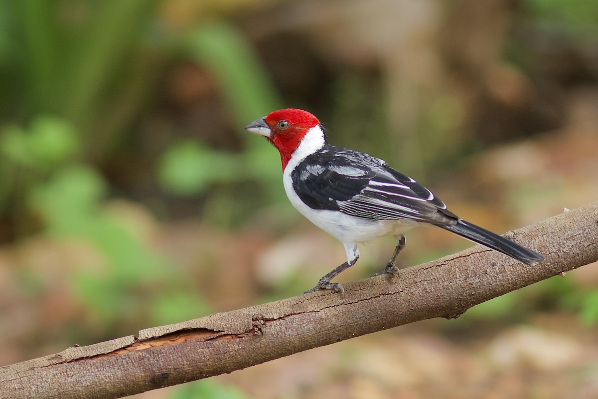 Red-cowled Cardinal - Luiz Matos