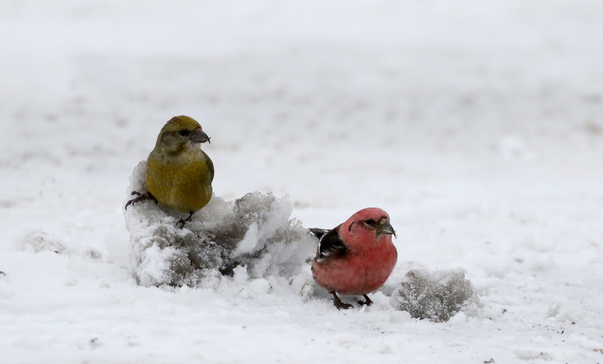 Red Crossbill (Western Hemlock or type 3) - ML88579731