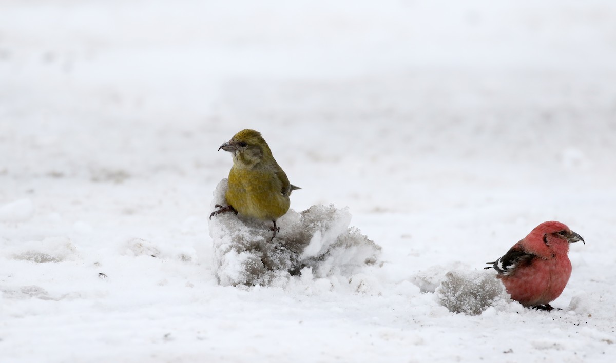 Red Crossbill (Western Hemlock or type 3) - Jay McGowan