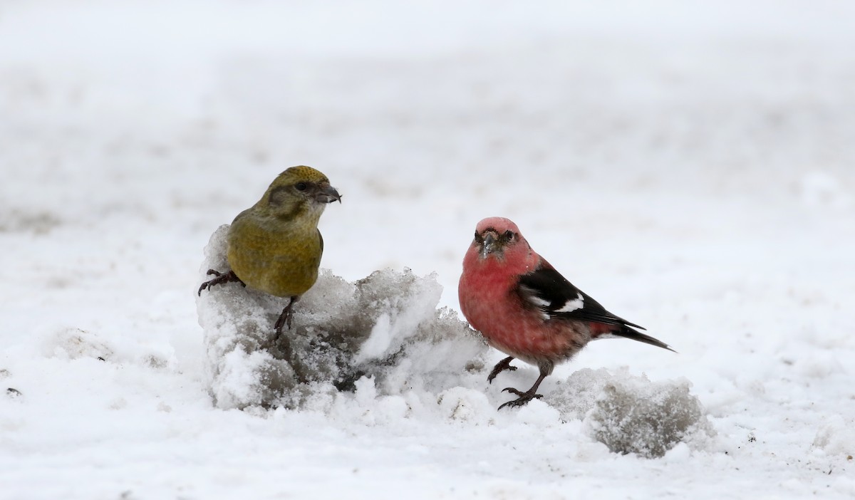 White-winged Crossbill - ML88579891