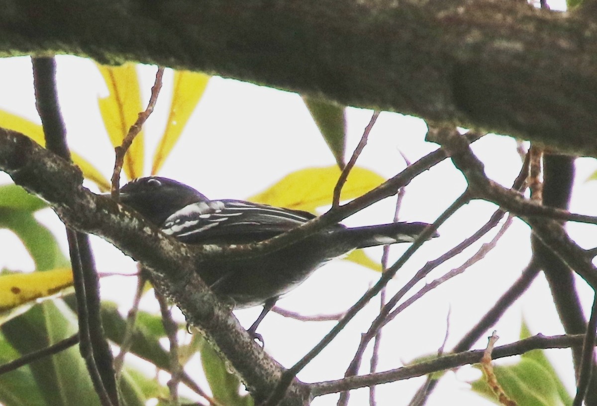 White-winged Becard - Robert Bochenek