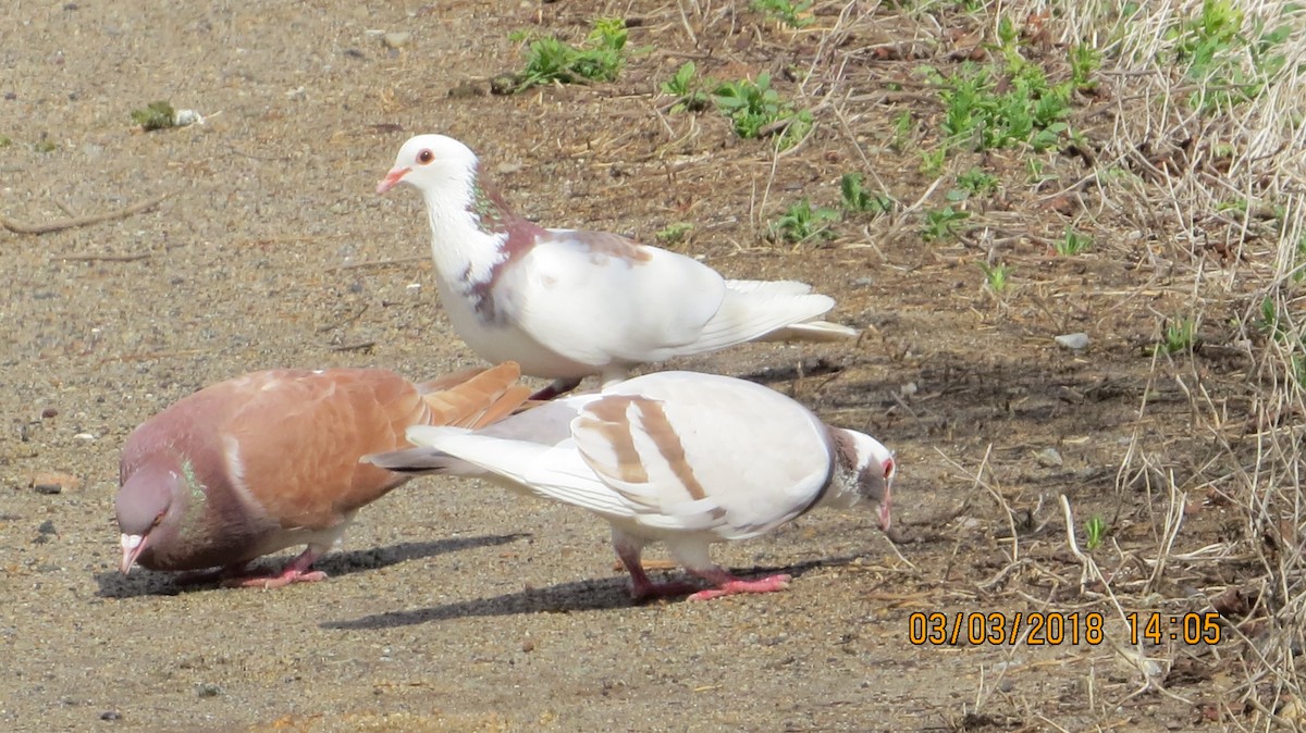 Rock Pigeon (Feral Pigeon) - ML88581101