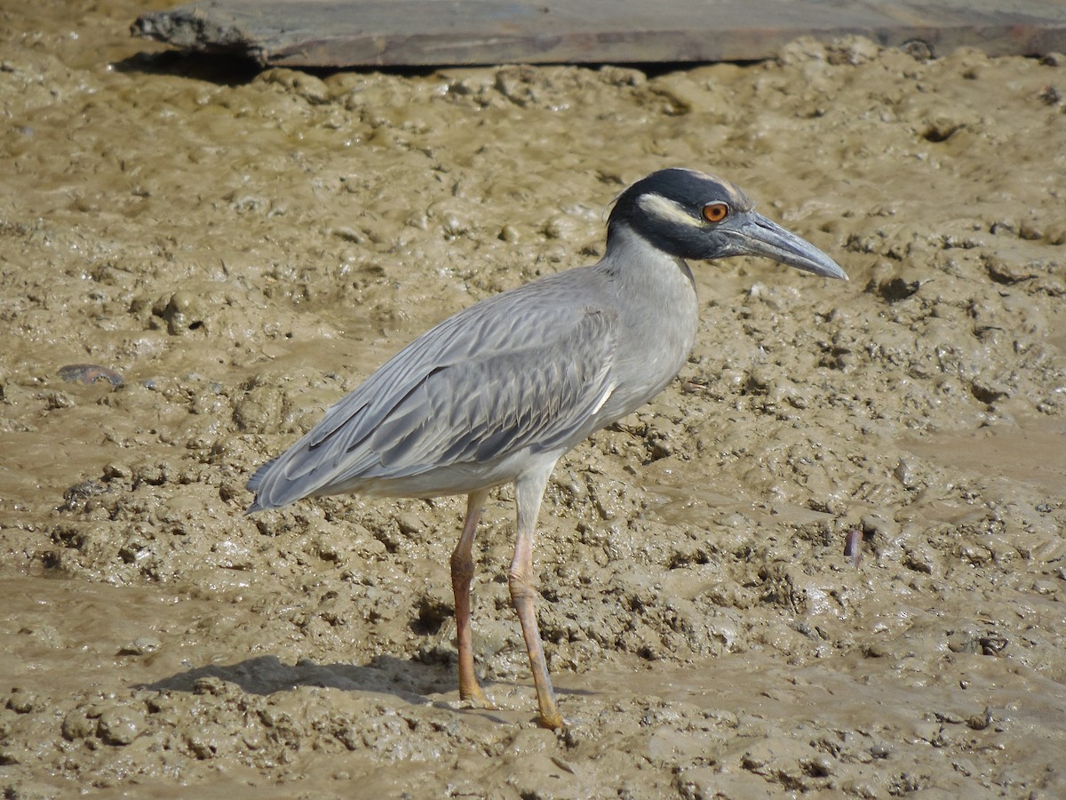 Yellow-crowned Night Heron - ML88584831