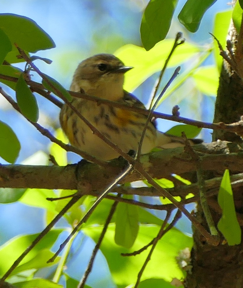 Yellow-rumped Warbler (Myrtle) - ML88585421