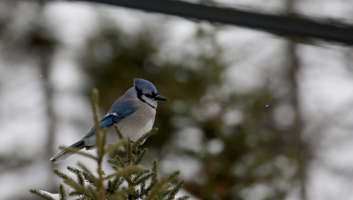 Blue Jay - ML88585831