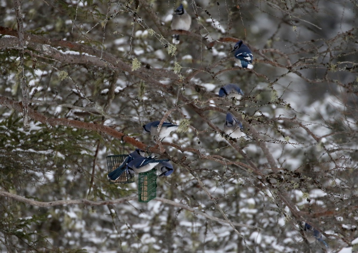 Blue Jay - ML88586051