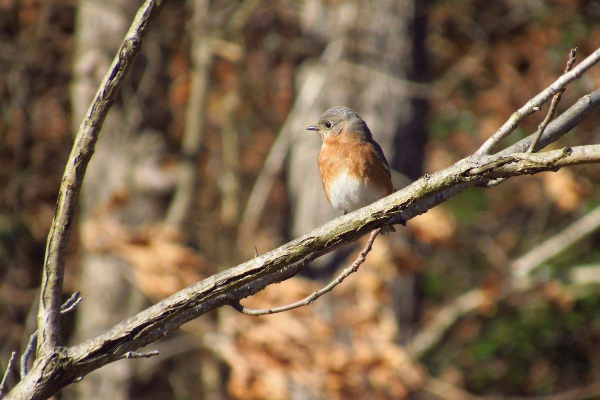 Eastern Bluebird - ML88586101