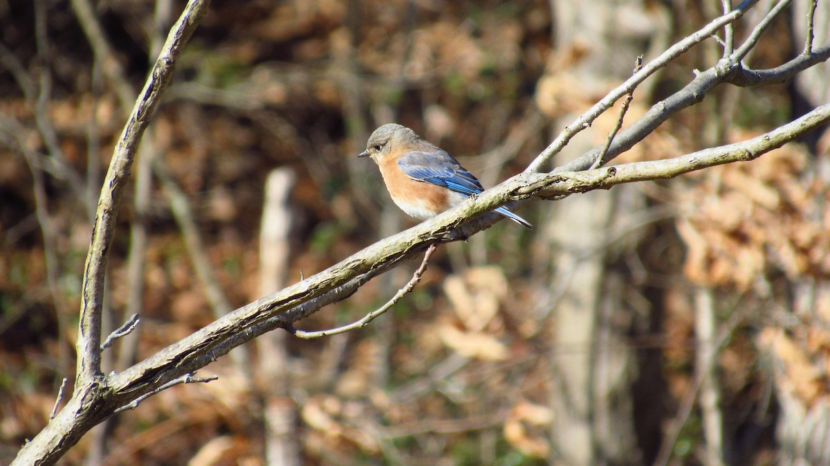 Eastern Bluebird - Eric Walther