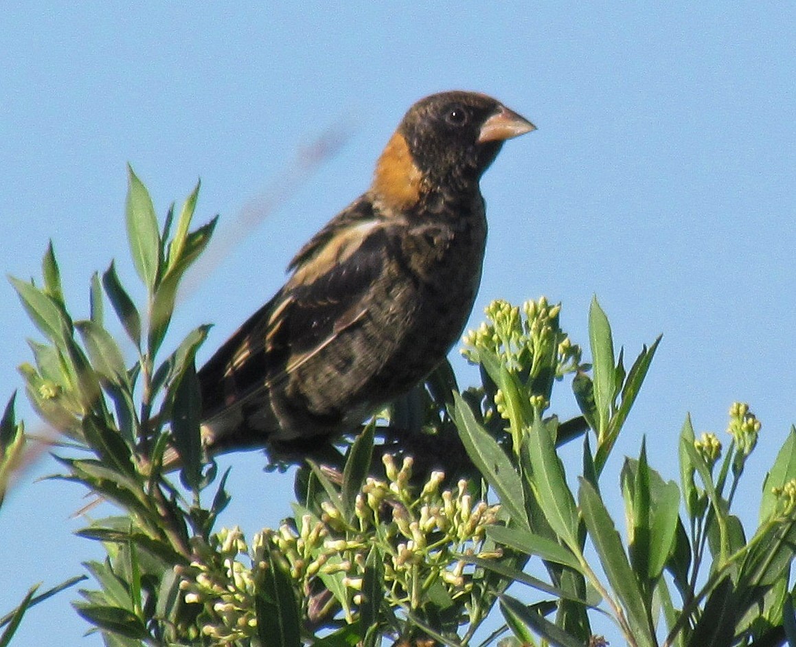 Goglu des prés - ML88586121