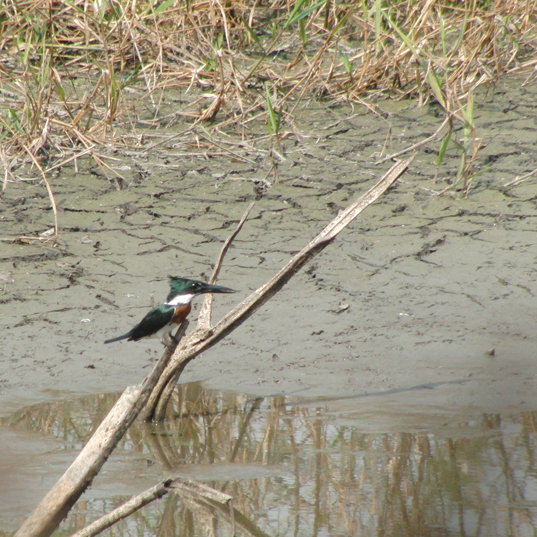 Martin-pêcheur d'Amazonie - ML88586141