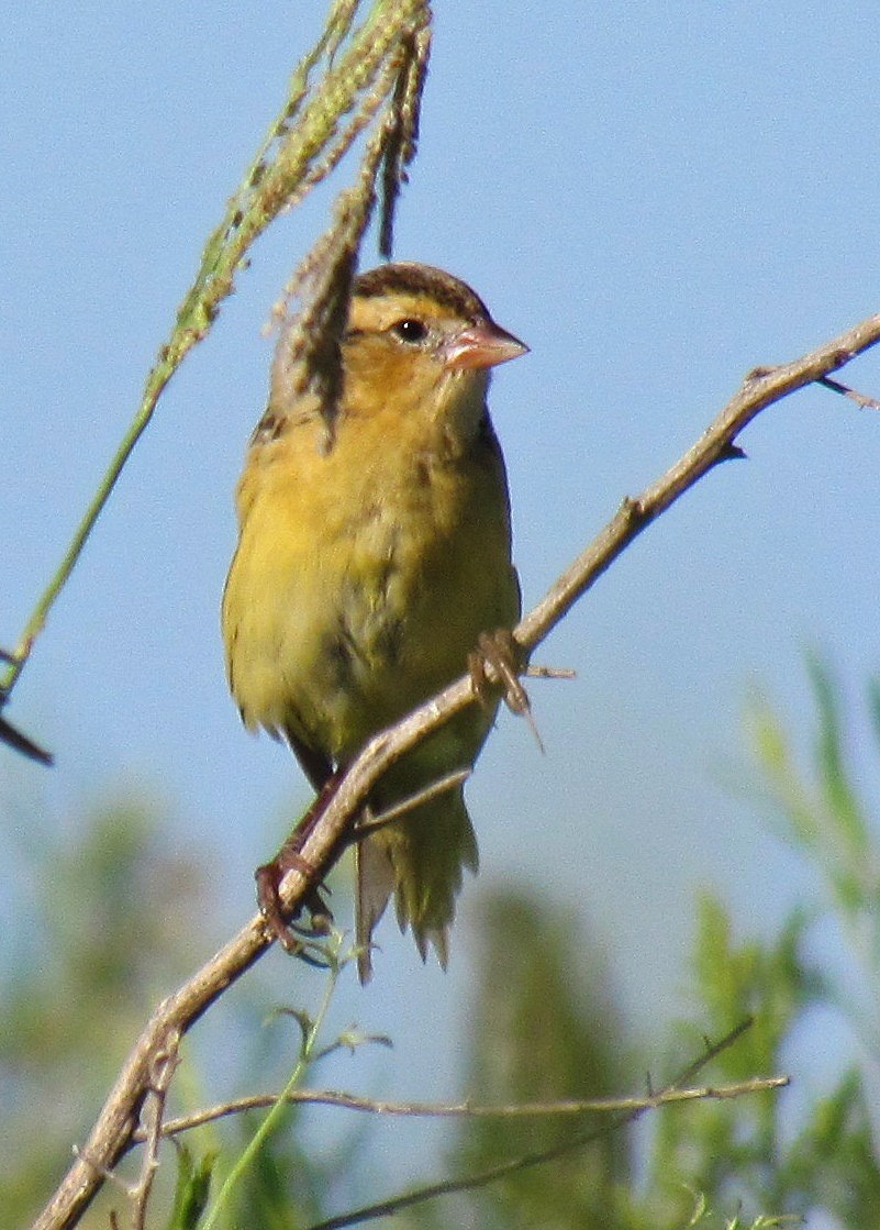 Goglu des prés - ML88586211