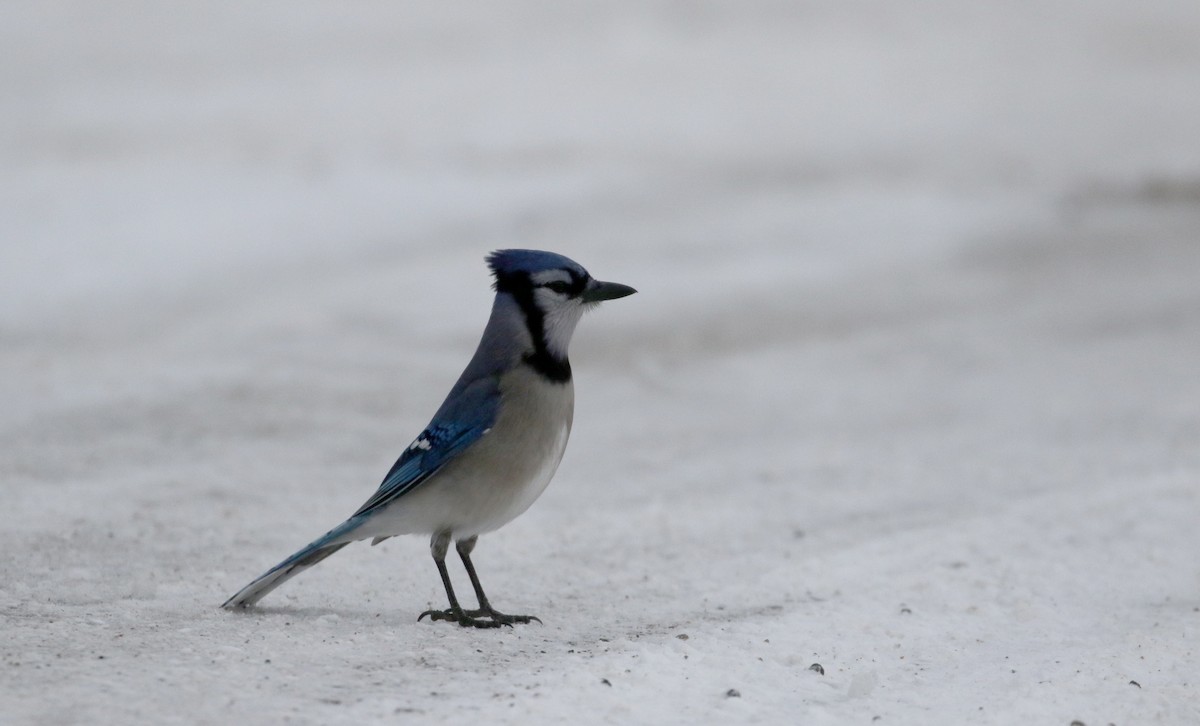 Blue Jay - ML88586431