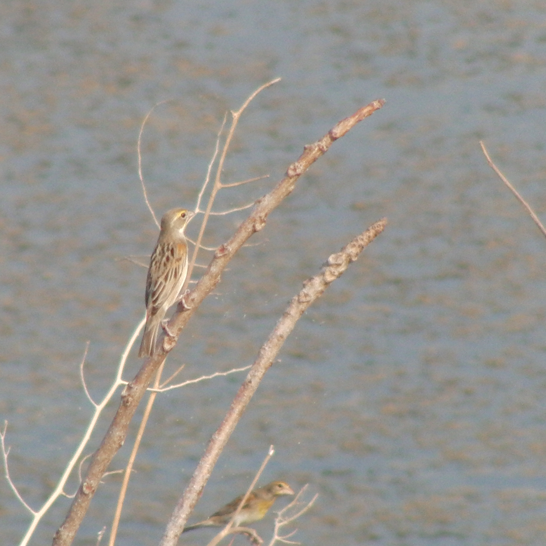 Dickcissel - ML88586711