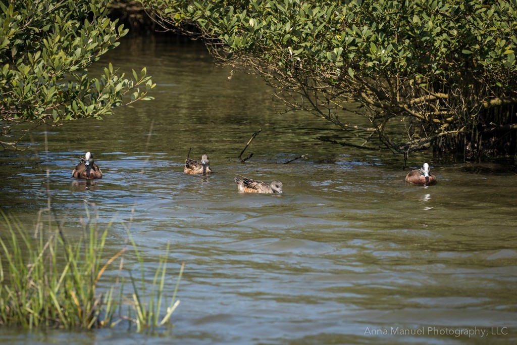 American Wigeon - ML88586751