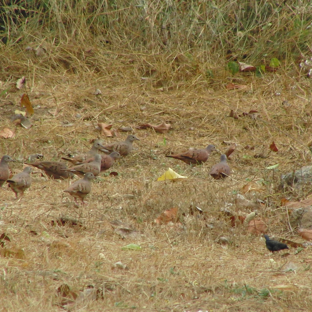 Ruddy Ground Dove - ML88587461