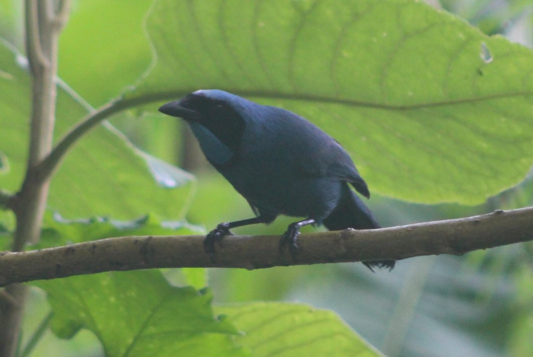 Turquoise Jay - David Weaver