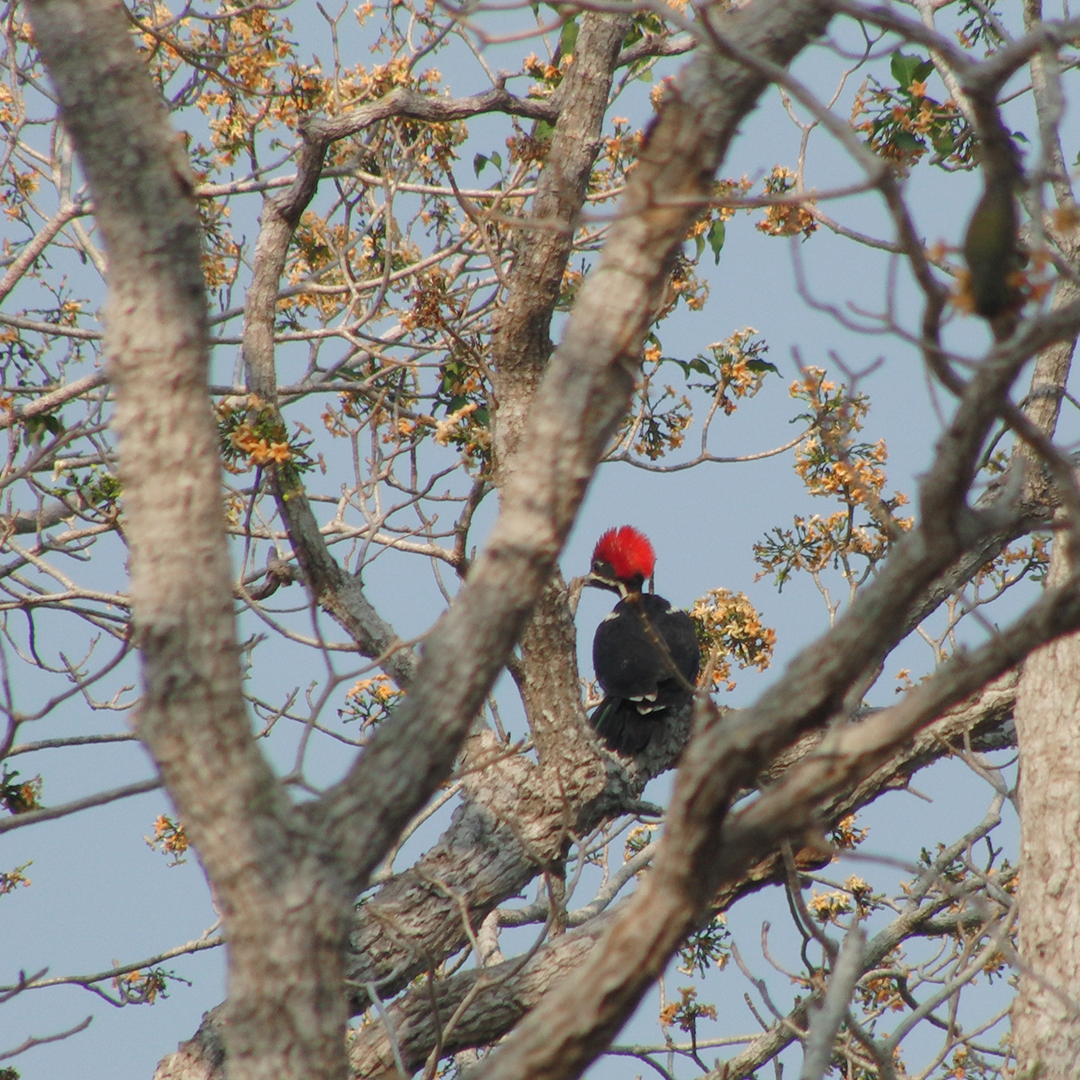 Lineated Woodpecker - Lisandro Moran