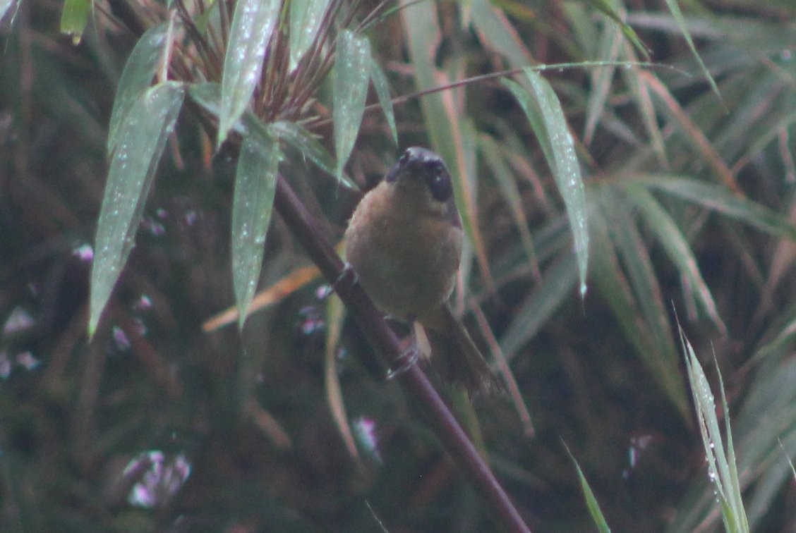 Black-eared Hemispingus - ML88587561