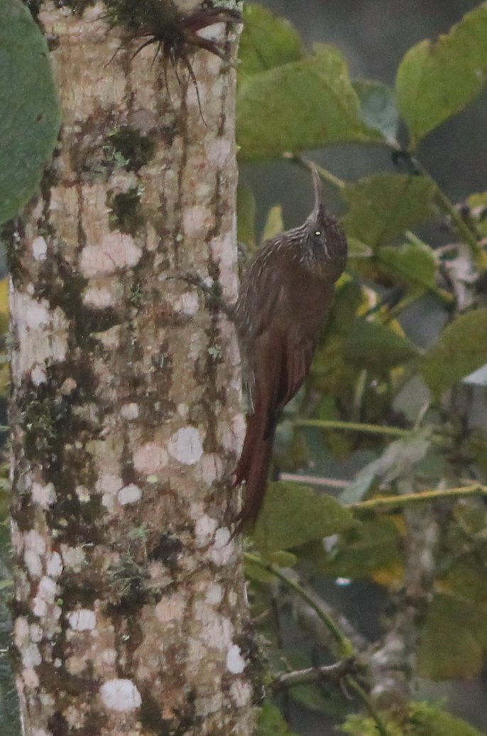 Montane Woodcreeper - ML88587881