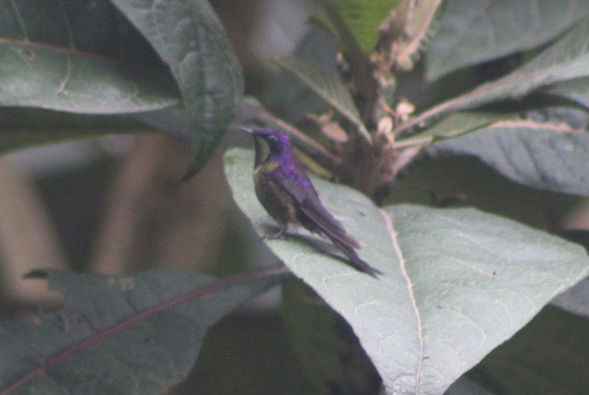 Purple-backed Thornbill - ML88588031