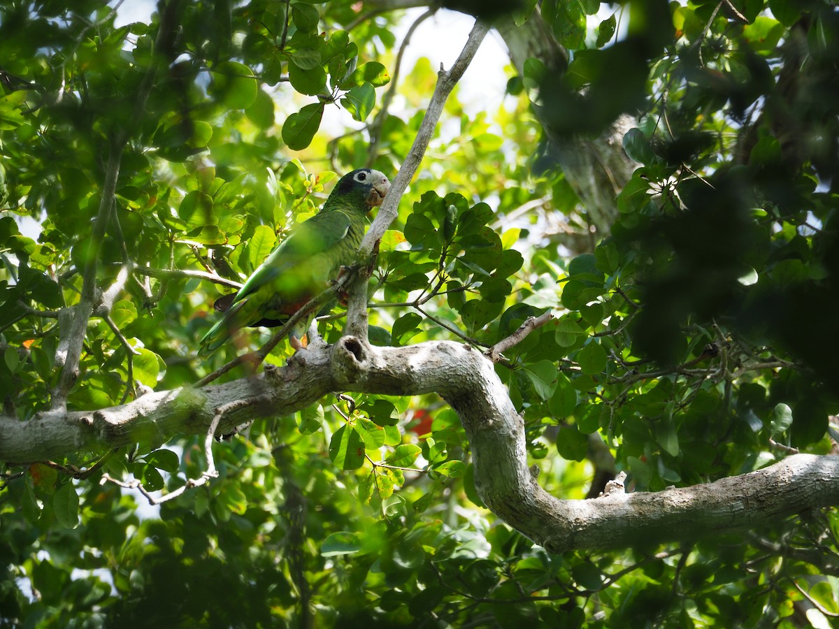 Hispaniolan Parrot - Sarah Preston