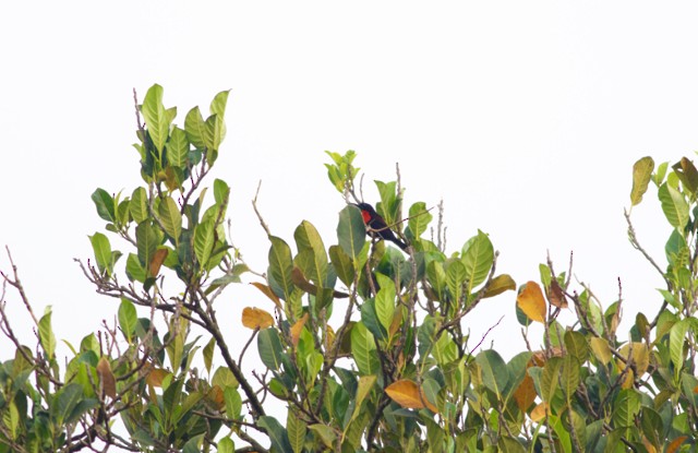 Scarlet-chested Sunbird - ML88589231