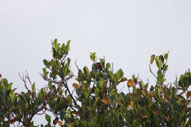 Scarlet-chested Sunbird - ML88589311