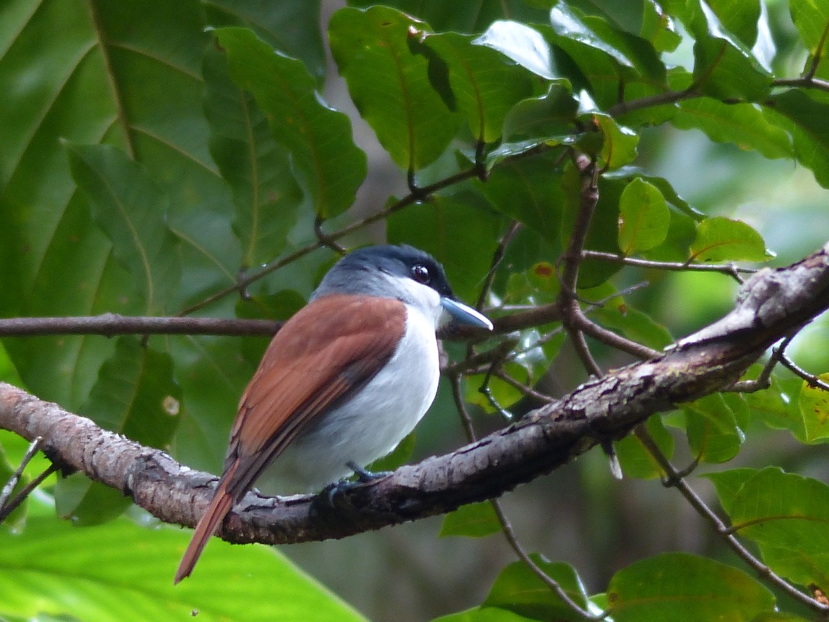 Rufous Vanga - ML88591141