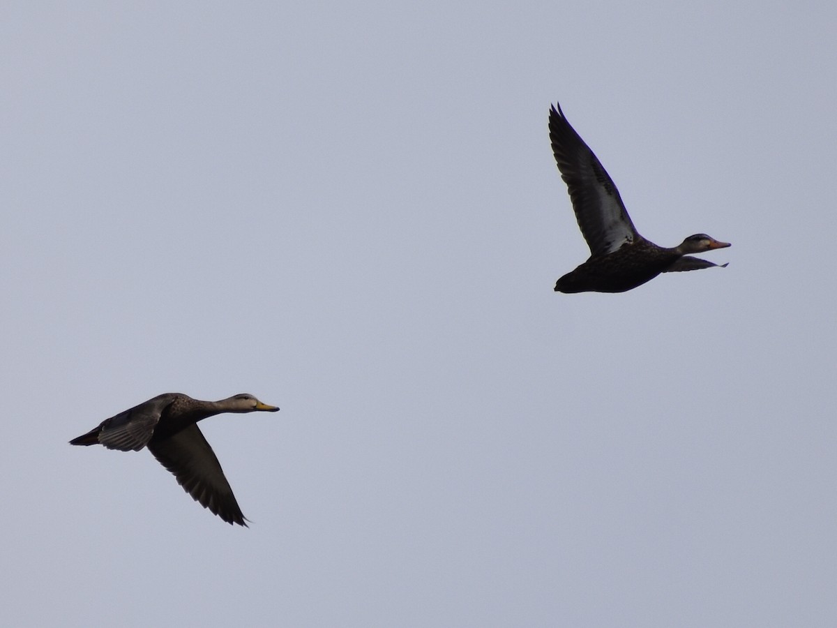 Mottled Duck - ML88592671