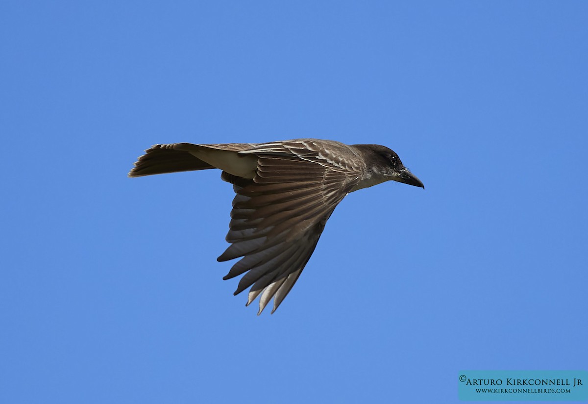 Giant Kingbird - Arturo Kirkconnell Jr