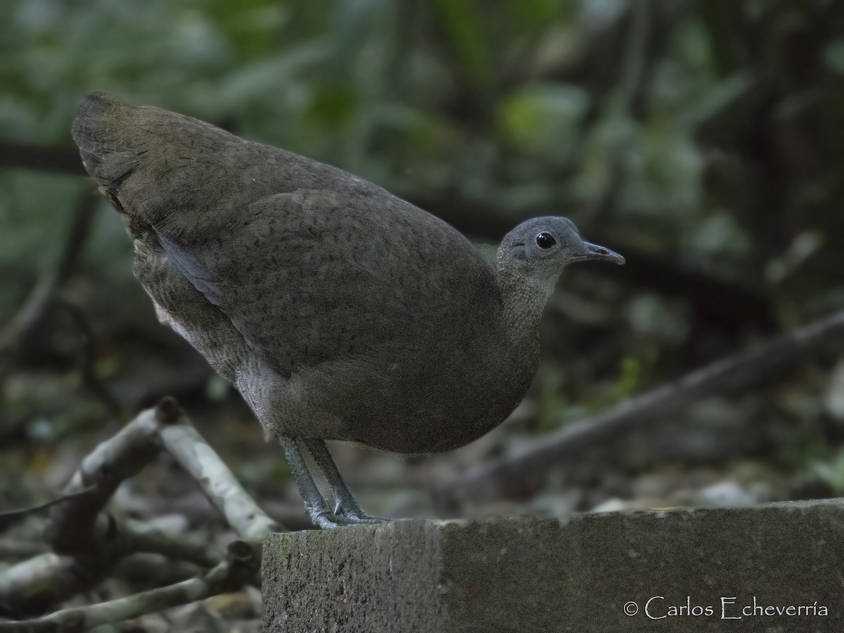 Great Tinamou - ML88593511