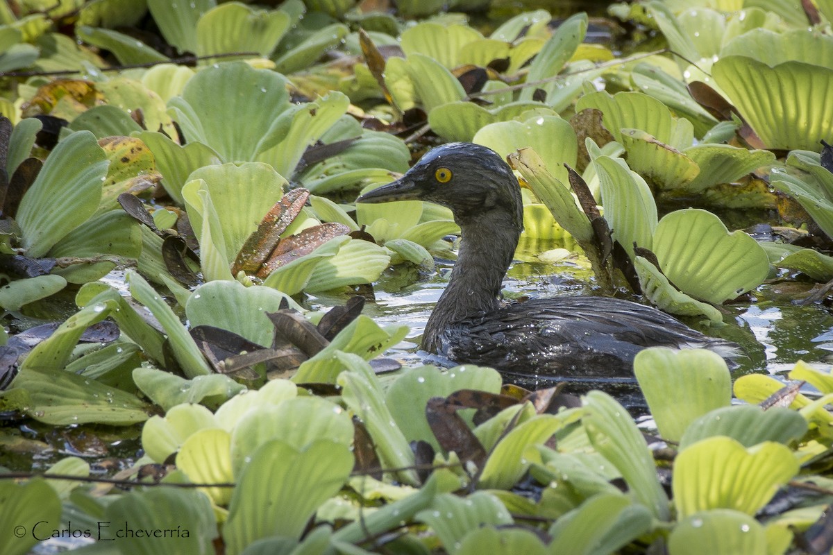 Least Grebe - ML88593801