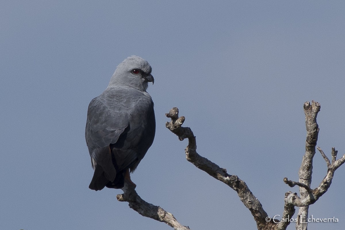 Plumbeous Kite - ML88593901