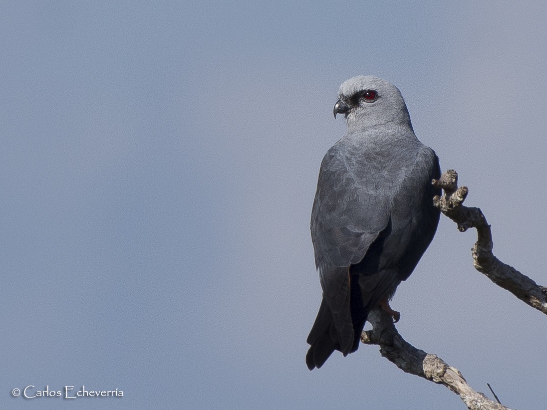 Plumbeous Kite - ML88593911