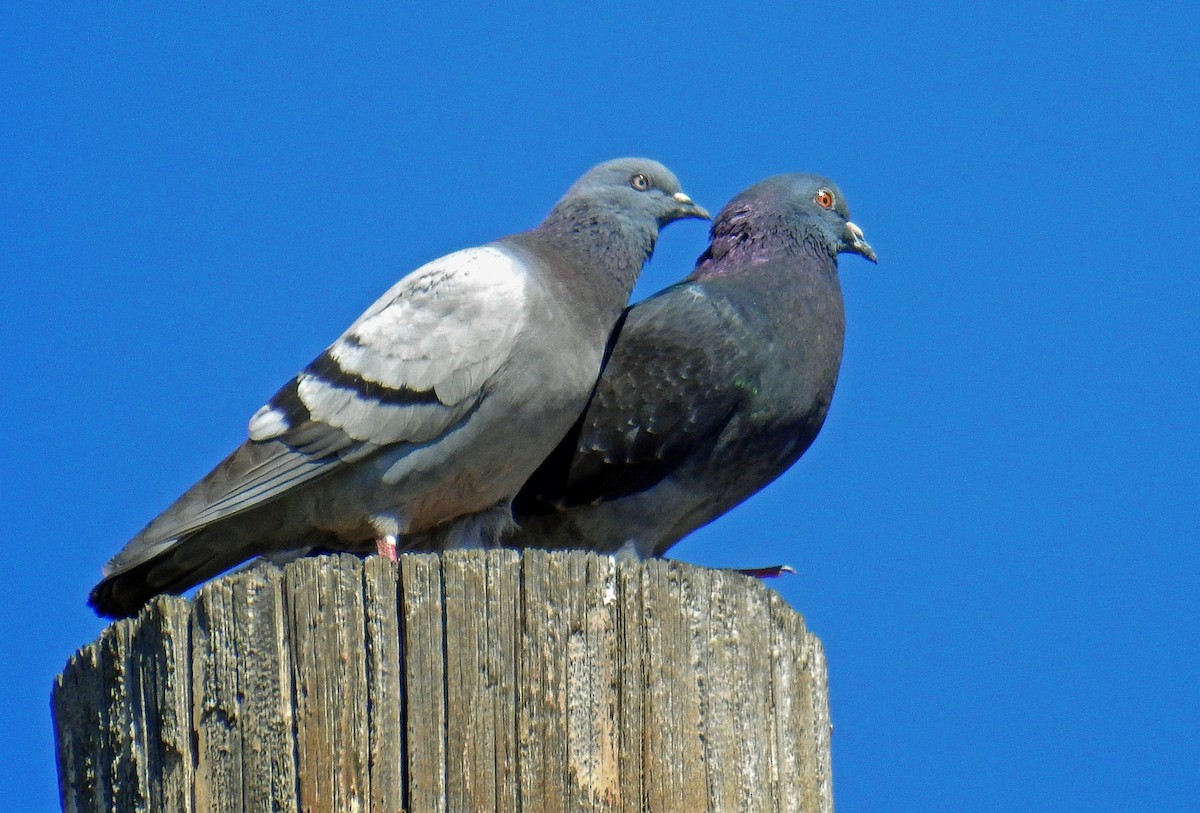 Rock Pigeon (Feral Pigeon) - ML88594011