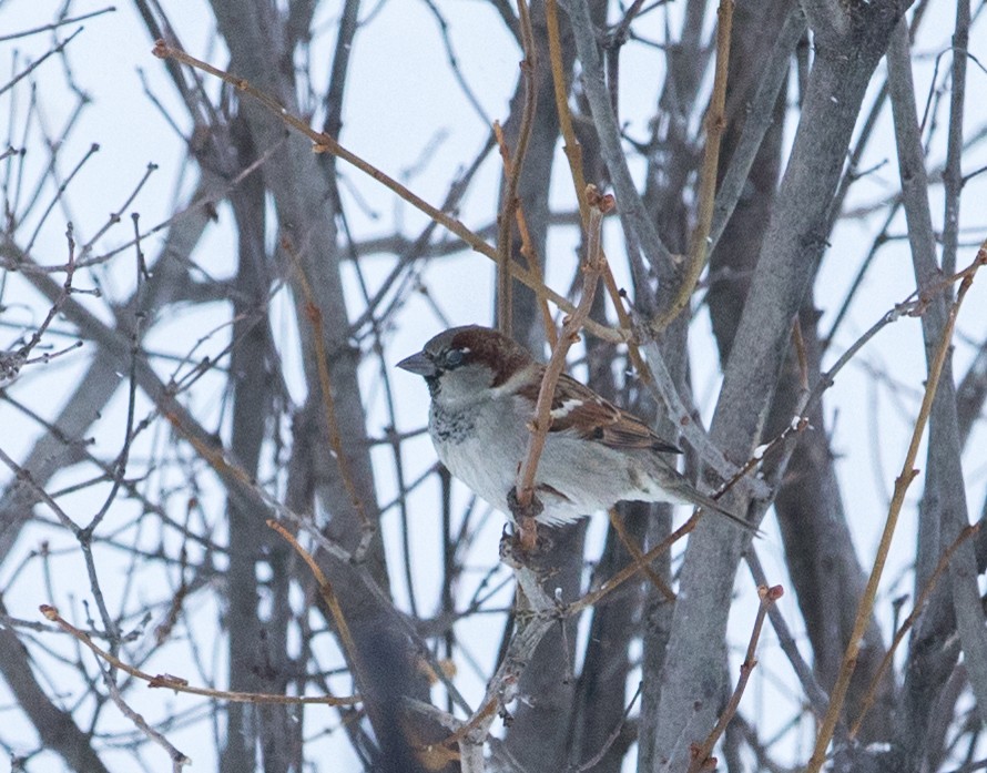 House Sparrow - ML88594361