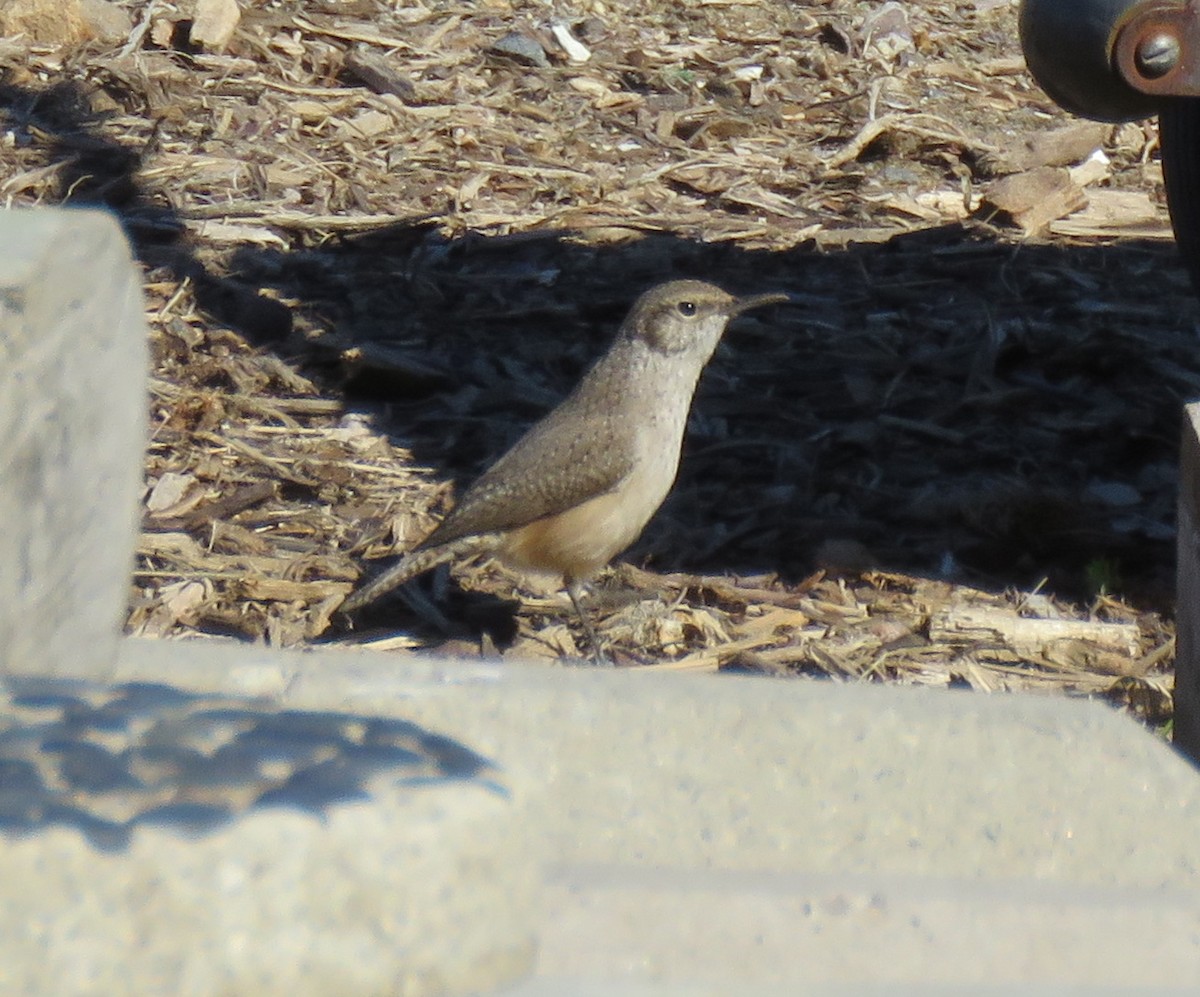 Rock Wren - ML88594581