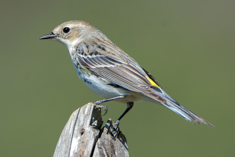 Yellow-rumped Warbler - ML88594681