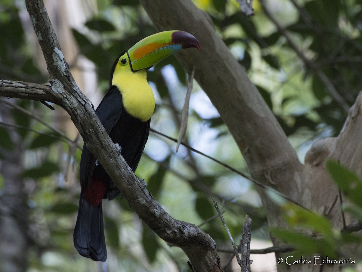 Keel-billed Toucan - ML88594701