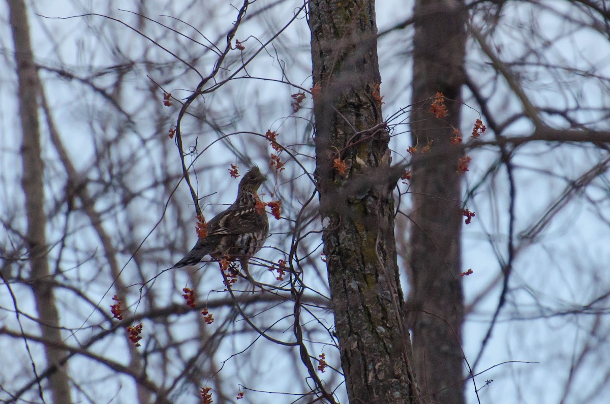 Ruffed Grouse - Anita Morales