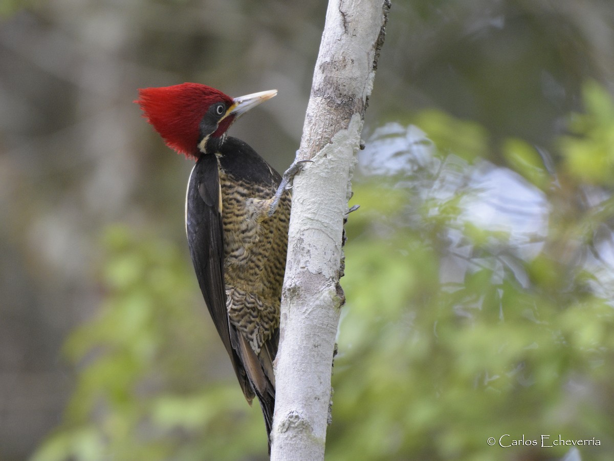 Lineated Woodpecker - ML88595311